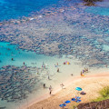 Exploring the Wild Side of Waikiki, Hawaii